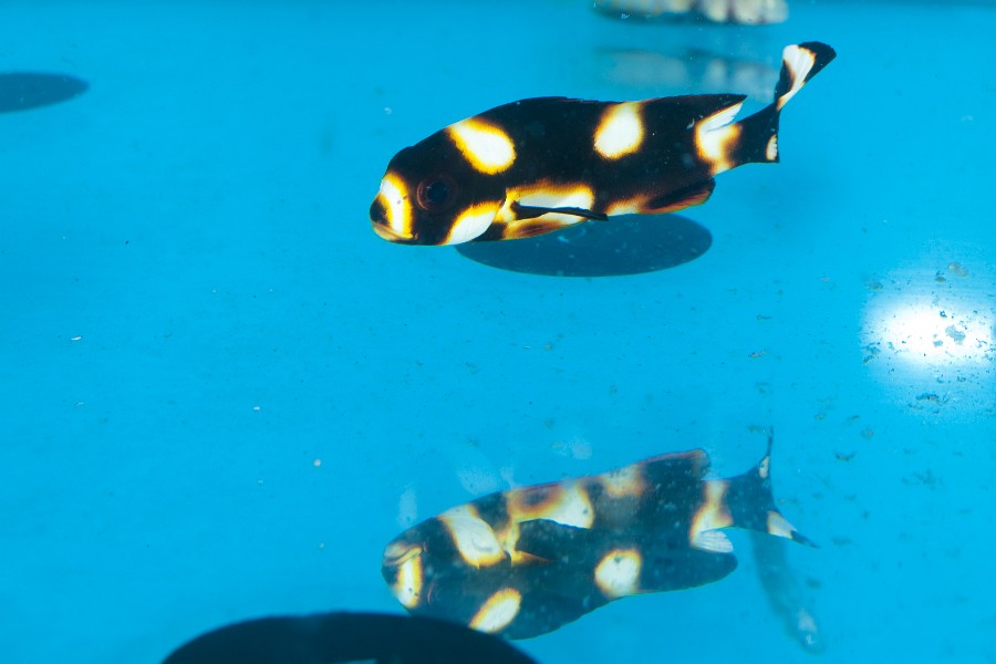 Dogfish Orientalis (Plectorhinchus lineatus) in Aquarium